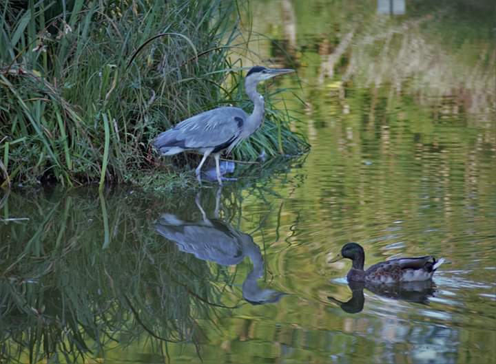 Le héron de la mare du Bois des Eboulures à Franconville (photo de Patrick Danielou) 