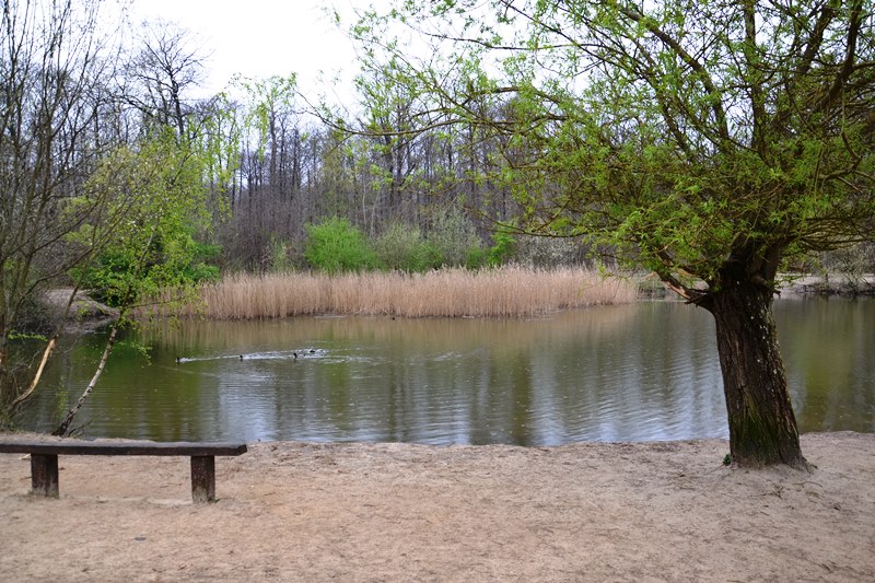L'étang Godard dans la Forêt de Montmorency (Avril 2022)