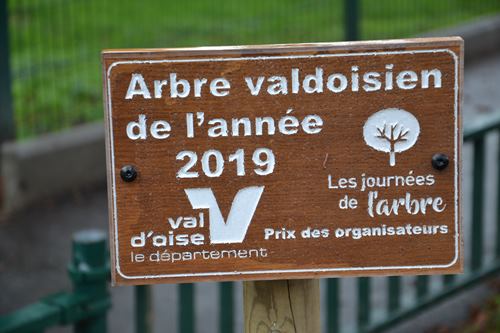 Cèdre de l'Atlas à Sannois