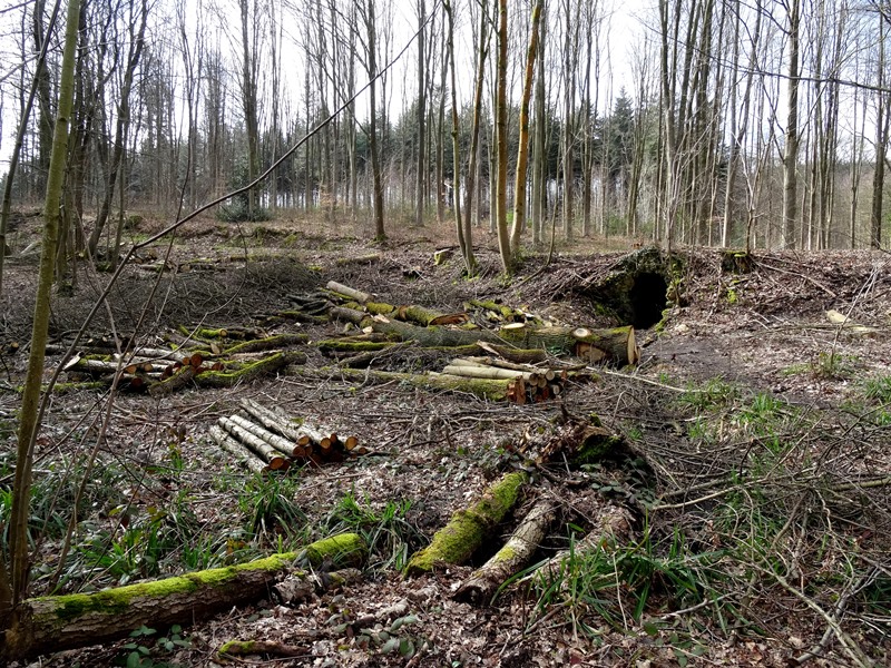 Forêt de Montmorency