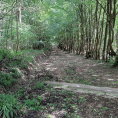 Depuis le 11 mai, nous pouvons retrouver notre chère forêt de Montmorency !