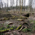 Coupes dans la forêt de Montmorency : l'ONF explique son action.