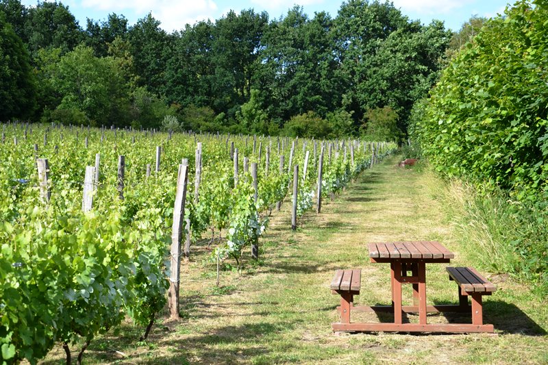 Vigne de Saint-Prix