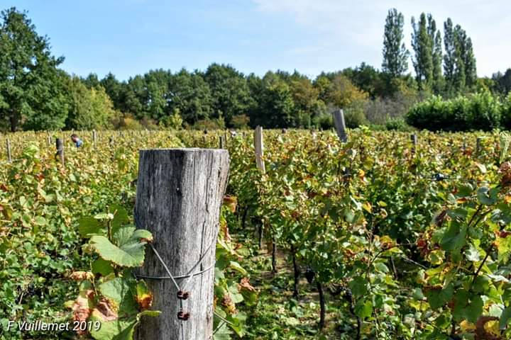 Vignes de Saint-Prix (photo de François Vuillemet)